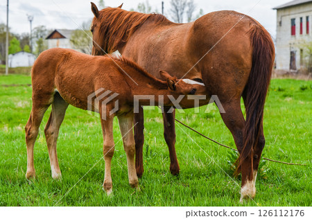 Foal drinks milk from mare in a rural field. A quiet moment of animal bonding on a green pasture in spring, no sky visible in background 126112176
