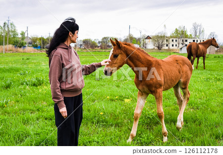 Russian woman 50 years old in village gently pets a foal in green field, with its mare grazing in the background. Peaceful countryside spring scene 126112178
