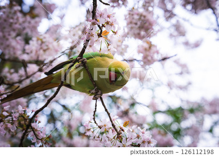 A green parakeet with a red beak sits on a branch of a cherry blossom tree in full bloom, surrounded by delicate pink flowers in a London park. 126112198