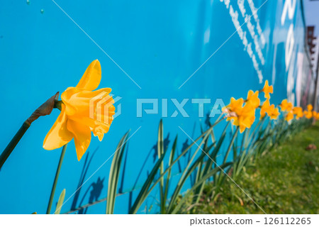 A row of vibrant yellow daffodils in sharp focus blooms along a grassy area, with shadows cast on a bright blue wall featuring partial white text. 126112265