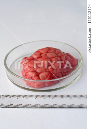 Top view of beef brain specimen in round glass dish placed on lab table with centimeter ruler for scale under white background. Medical setup for anatomical observation and documentation. Top view of beef brain specimen in round glass dish placed on lab table with centimeter ruler for scale under white background. Medical setup for anatomical observation and documentation. 126112394