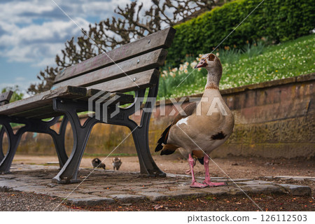 Close up of an Egyptian goose near a wooden bench with metal legs, surrounded by a hedge, stone wall, and grassy area in a park, likely in Frankfurt, Germany. Close up of an Egyptian goose near a wooden bench with metal legs, surrounded by a hedge, stone wall, and grassy area in a park, likely in Frankfurt, Germany. 126112503
