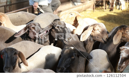 Fat-tailed sheep in the livestock market near Bishkek, Kyrgyzstan. animal husbandry is one of economics sources in Kyrgyzstan because of nomadic histo Fat-tailed sheep in the livestock market near Bishkek, Kyrgyzstan. animal husbandry is one of economics sources in Kyrgyzstan because of nomadic histo 126112504