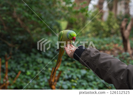 A green parakeet with a red beak perches on a hand, feeding on seeds. Dense foliage and tree trunks in the background suggest a natural park in London. 126112525