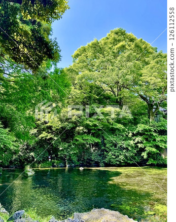 清澈的水面和在微風中搖曳的新綠楓葉 126112558