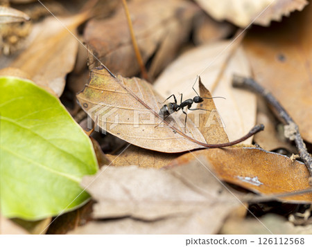 Camponotus nigricans walking on fallen leaves Camponotus nigricans walking on fallen leaves 126112568