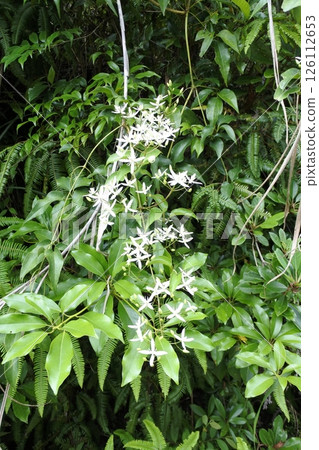 山人草 山人草 126112653