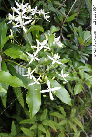 山人草 山人草 126112654