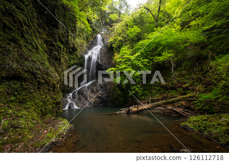 Takimata Falls with fresh greenery (Ukyo Ward, Kyoto City, Kyoto Prefecture) 126112718