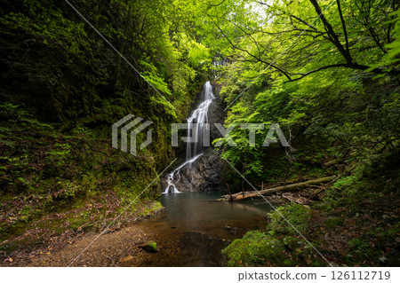 Takimata Falls with fresh greenery (Ukyo Ward, Kyoto City, Kyoto Prefecture) 126112719