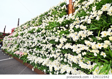 Tonami Tulip Fair Flowers of Otani 126112842