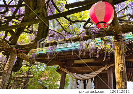 Wisteria flowers in full bloom Wisteria flowers in full bloom 126112911