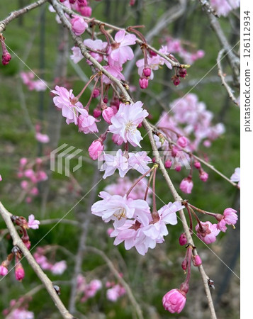 Flowers blooming in a neighborhood park in spring 126112934