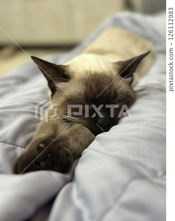 A cat sleeping comfortably on a futon 126112983