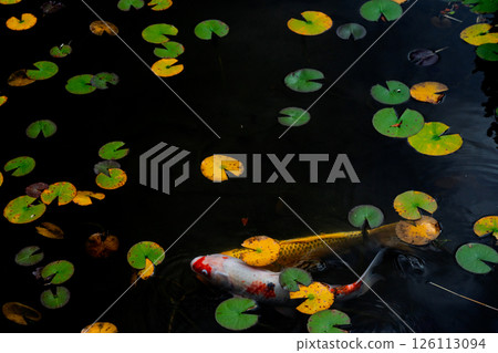 Photographing the graceful figure of carp and colored water lily leaves in late autumn Photographing the graceful figure of carp and colored water lily leaves in late autumn 126113094