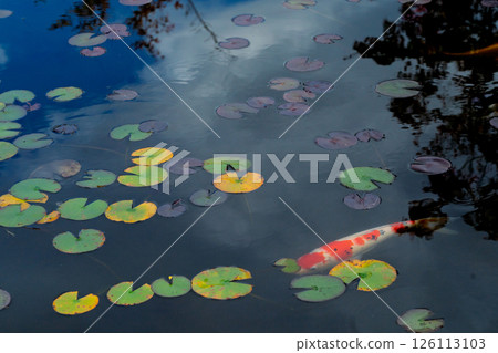 Photographing the graceful figure of carp and colored water lily leaves in late autumn 126113103