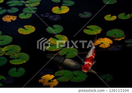 拍攝深秋鯉魚的優美身影與彩色的睡蓮葉 126113104