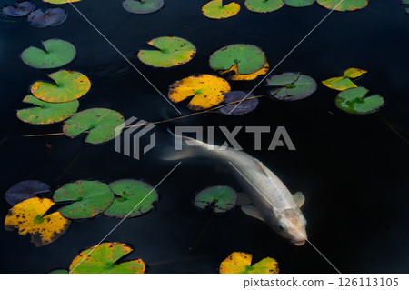 拍攝深秋鯉魚的優美身影與彩色的睡蓮葉 拍攝深秋鯉魚的優美身影與彩色的睡蓮葉 126113105