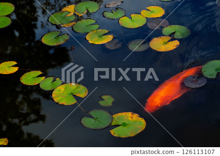 拍攝深秋鯉魚的優美身影與彩色的睡蓮葉 拍攝深秋鯉魚的優美身影與彩色的睡蓮葉 126113107