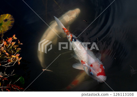 拍攝深秋鯉魚的優美身影與彩色的睡蓮葉 拍攝深秋鯉魚的優美身影與彩色的睡蓮葉 126113108
