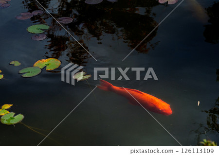 拍攝深秋鯉魚的優美身影與彩色的睡蓮葉 拍攝深秋鯉魚的優美身影與彩色的睡蓮葉 126113109