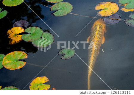 Photographing the graceful figure of carp and colored water lily leaves in late autumn Photographing the graceful figure of carp and colored water lily leaves in late autumn 126113111