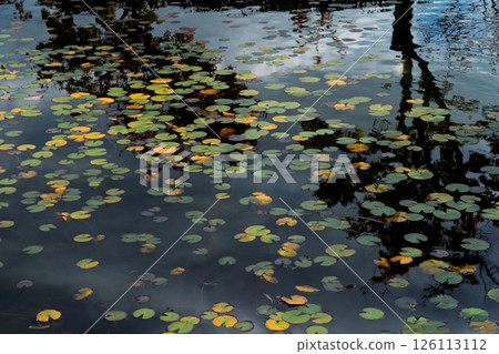 Photographing the graceful figure of carp and colored water lily leaves in late autumn Photographing the graceful figure of carp and colored water lily leaves in late autumn 126113112