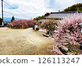 The prefectural designated natural monument, Omuta Fukoji Temple's Garyuume and Tobiume blossoms in February 126113247