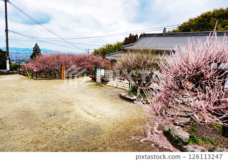 The prefectural designated natural monument, Omuta Fukoji Temple's Garyuume and Tobiume blossoms in February The prefectural designated natural monument, Omuta Fukoji Temple's Garyuume and Tobiume blossoms in February 126113247