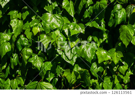 Dense green foliage forms a vibrant backdrop with sunlight highlighting the leaves. High quality photo 126113561