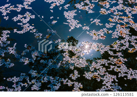 漂浮在水錶面上的櫻花瓣 126113581