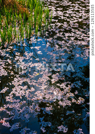 Cherry blossom petals floating on the water surface Cherry blossom petals floating on the water surface 126113585