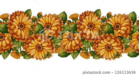Calendula flower seamless border Calendula flower seamless border 126113636