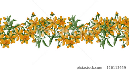 St. John's Wort Yellow Flowers Seamless Border 126113639