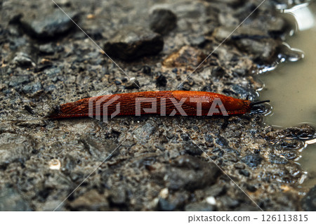 Close-up of a bright red slug crawling along wet gravel near a puddle. Biodiversity, invertebrate adaptation, urban wildlife, micro-ecosystems.. Close-up of a bright red slug crawling along wet gravel near a puddle. Biodiversity, invertebrate adaptation, urban wildlife, micro-ecosystems.. 126113815