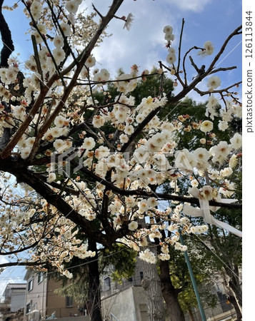 春天，透過櫻花看天空 126113844
