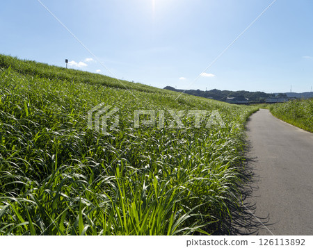 A riverside road covered in fresh greenery 126113892