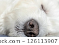 A close-up of a sleeping West Highland White Terrier 126113907