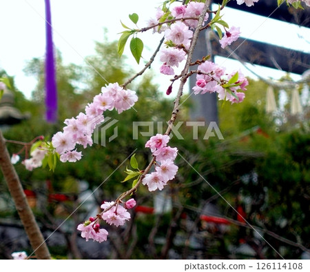 漫步神社內 漫步神社內 126114108