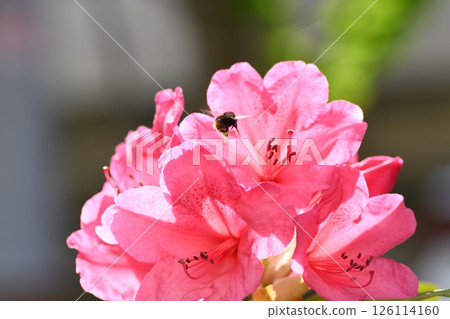 A bumblebee sucking nectar from a Toyama azalea in Kamakura 126114160