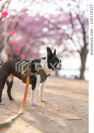 [Spring] Boston Terrier [Cherry Blossoms] 126114327