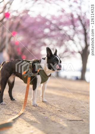 [Spring] Boston Terrier [Cherry Blossoms] 126114328