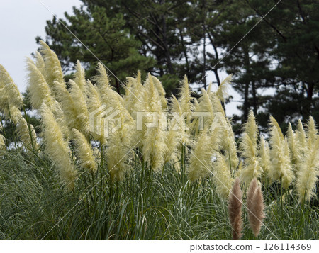 White reed grass with ears White reed grass with ears 126114369