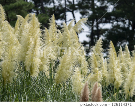 White reed grass with ears 126114371