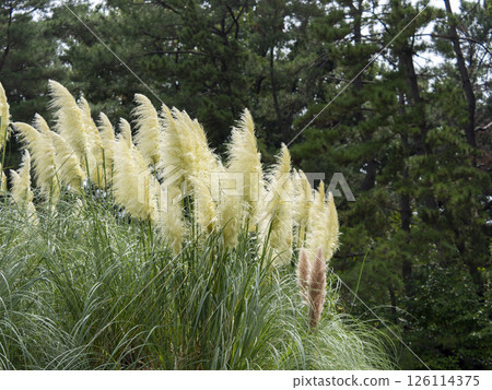 White reed grass with ears White reed grass with ears 126114375