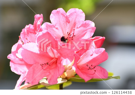 Toyama Azalea, Kamakura city 126114438