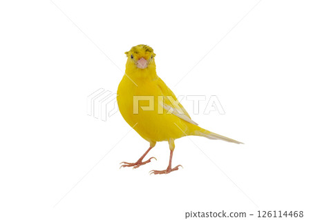 canary isolated on white background canary isolated on white background 126114468