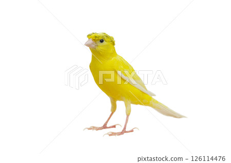canary isolated on white background canary isolated on white background 126114476