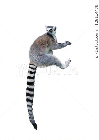 sitting lemur isolated on white background 126114479