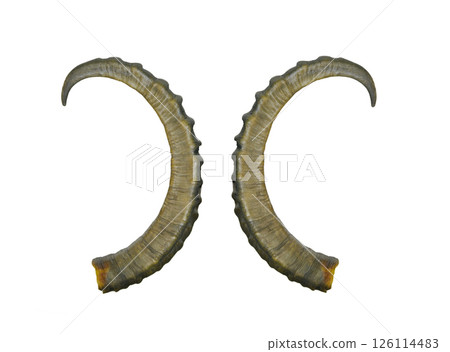 Horn ibex isolated on white background 126114483